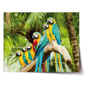 Plakát SABLO - Papoušci na větvi 60x40 cm