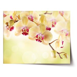 Plakát SABLO - Orchidej 2 120x80 cm