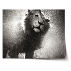 Plakát SABLO - Mokrý lev 120x80 cm