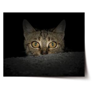 Plakát SABLO - Kočka 120x80 cm