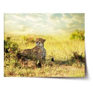 Plakát SABLO - Gepard 120x80 cm