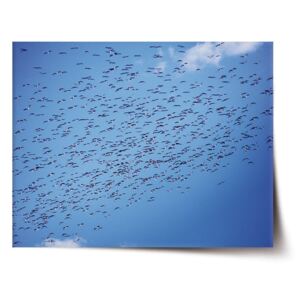 Plakát SABLO - Hejno ptáků 60x40 cm