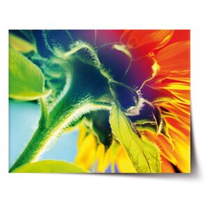 Plakát SABLO - Duhová květina 90x60 cm