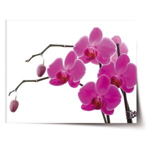 Plakát SABLO - Fialové orchideje 60x40 cm