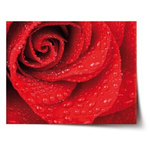 Plakát SABLO - Květ růže 120x80 cm