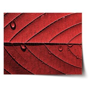 Plakát SABLO - Červený list 60x40 cm