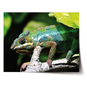 Plakát SABLO - Chameleon 120x80 cm