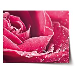 Plakát SABLO - Detail růže 60x40 cm