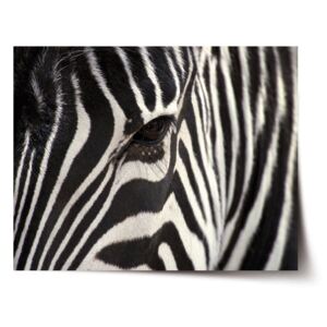 Plakát SABLO - Detail zebra 60x40 cm