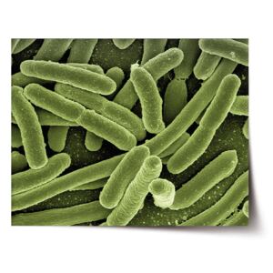 Plakát SABLO - Bakterie 120x80 cm