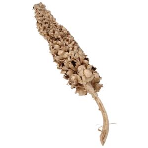 Dekorativní dřevěná větev Coco Torch Cacha Natural 150cm