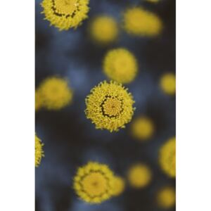 Umělecká fotografie Texture of yellow flowers, Javier Pardina