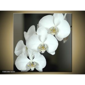 Obraz květu orchideje (F000386F3030)