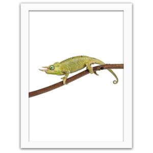 CARO Obraz v rámu - Chameleon 40x50 cm
