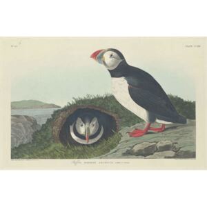Obraz, Reprodukce - Puffin, 1834, John James (after) Audubon