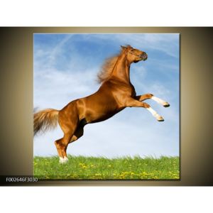 Obraz hnědého koně v pohybu (F002646F3030)