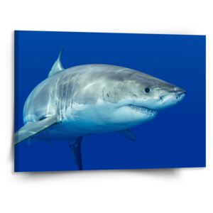 Obraz SABLO - Žralok 110x110 cm
