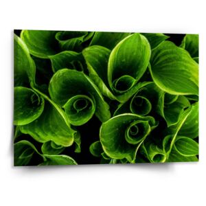 Obraz SABLO - Zelené listy 50x50 cm