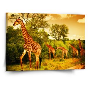 Obraz SABLO - Žirafy 110x110 cm