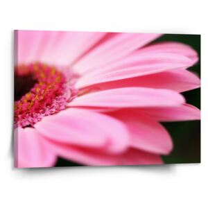 Obraz SABLO - Růžová gerbera 50x50 cm
