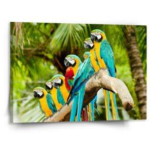 Obraz SABLO - Papoušci na větvi 50x50 cm