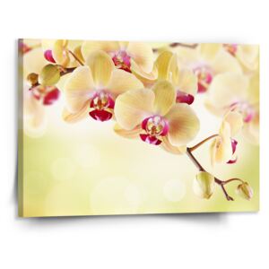 Obraz SABLO - Orchidej 2 110x110 cm