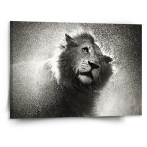 Obraz SABLO - Mokrý lev 110x110 cm