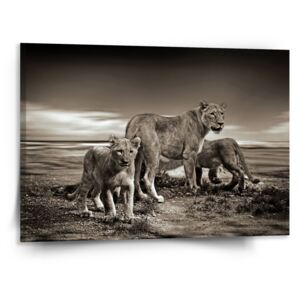 Obraz SABLO - Lvice a lvíčata 50x50 cm