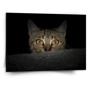 Obraz SABLO - Kočka 110x110 cm