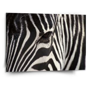 Obraz SABLO - Detail zebra 50x50 cm