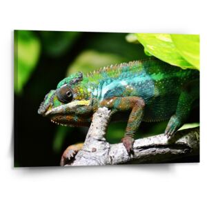 Obraz SABLO - Chameleon 110x110 cm