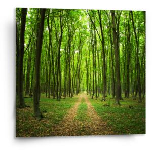 Obraz SABLO - Cesta v lese 50x50 cm