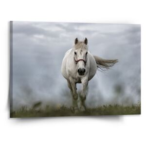 Obraz SABLO - Bílý kůň 3 110x110 cm