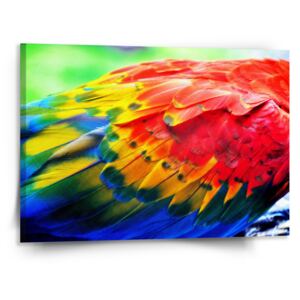 Obraz SABLO - Barevné peří 2 50x50 cm
