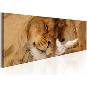 Obraz láska lvů + háčky a hřebíčky ZDARMA Velikost (šířka x výška): 135x45 cm