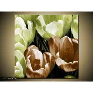Obraz rozkvětlých tulipánů - hnědá zelená (F002542F3030)