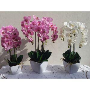 Orchidej latexová v květináči menší bílá