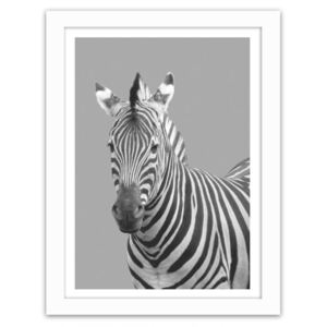 CARO Obraz v rámu - Zebra In Black And White 30x40 cm Bílá