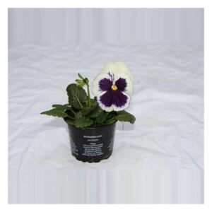 Viola white/purple - ø9cm