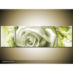 Obraz bílé růže na zeleném pozadí (F003693F17050)