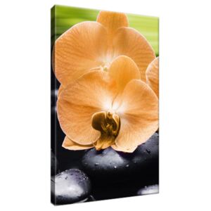 Obraz na plátně Oranžová orchidej 20x30cm 1713A_1S