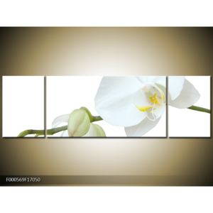 Obraz bílé orchideje (F000569F17050)
