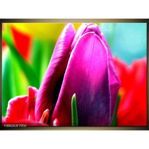Obraz květu tulipánu (F000263F7050)