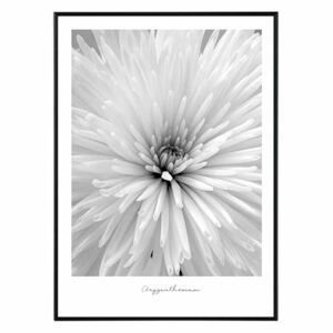 Flower chrysanthemum Obraz