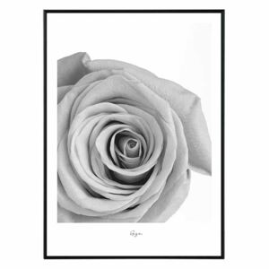 Flower rose Obraz