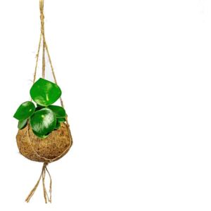 Kokodama Peperomia polybotrya raindrop (S)