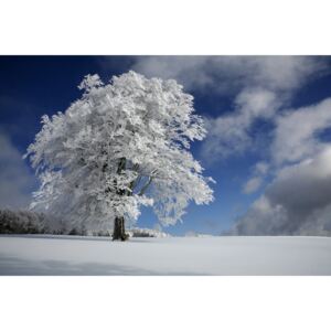 Umělecká fotografie White Windbuche in Black Forest, Nicolas Schumacher