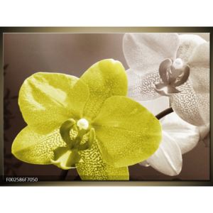 Obraz žlutého květu orchideje (F002586F7050)