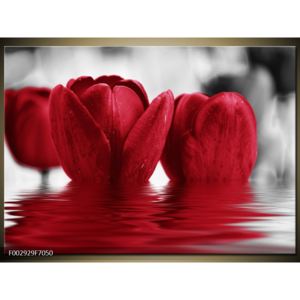 Obraz dvou červených tulipánů na vodě (F002929F7050)