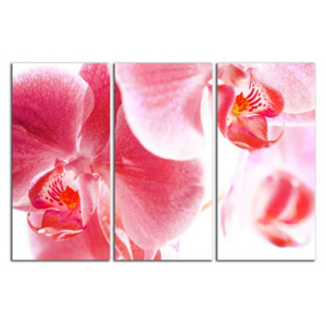 Orchideje C4050BO